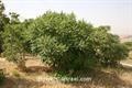 Sicilian sumac